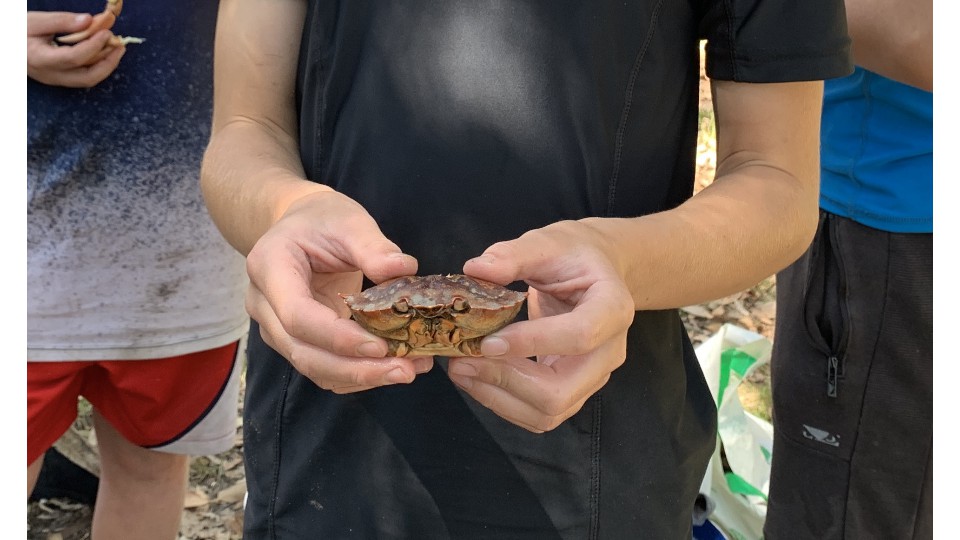 Crab